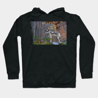 Timber Wolf Hoodie